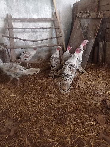 50 manata it: Salam qardaşlar.allah herkesin malına bereket versin.3-aylıq tam — 2