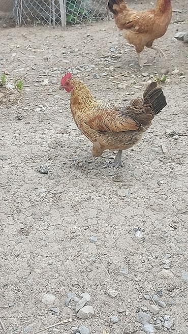 bildircin satisi tap az: Toyuq, Damazlıq — 5