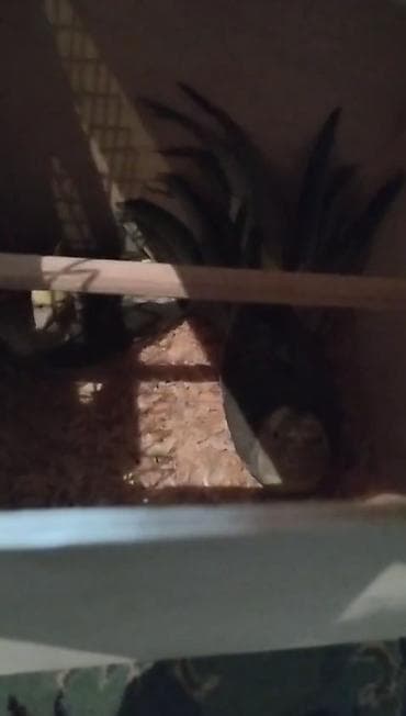 tutuquşlar: Salam Gördüyünüz Çəp Korellalar Tecili Pul lazım olduğu üçün satılır — 6