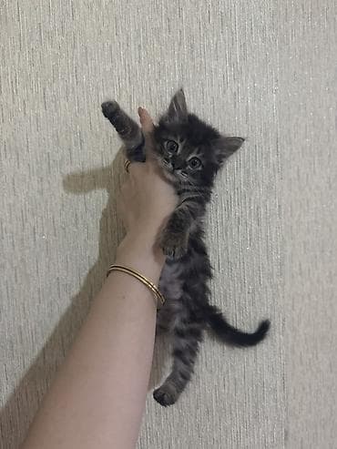 Tabbi, Dişi, Yaxşı əllərə, Ünvandan götürmə lalafo.az -da Tabbi, Dişi, Yaxşı əllərə, Ünvandan götürmə