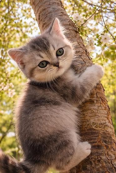 iran pisiyi: Britan, Erkək, Dişi, Yaxşı əllərə — 1