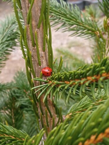 sumax ağacı: Yeni il şamları Pixta və Kremlovski təbii şamlar dibçəkdə topdan en — 5