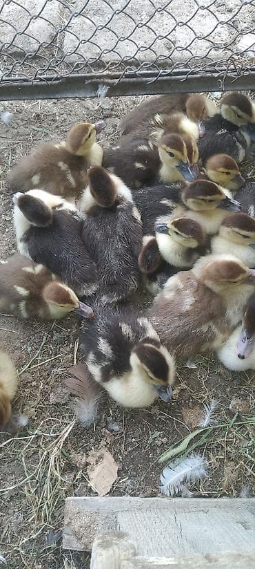 goyərcin şəkilləri: Muscovy (indo) ördək balaları - Cins: Muscovy (hind) ördəyi - Yaş — 6