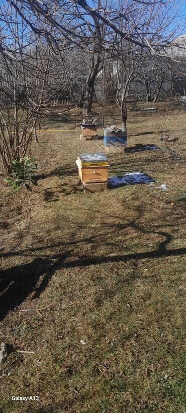 heyvan yemlərinin satışı: Arıçılıq üçün komplekt pətəklər - Şəkillərdə bağ sahəsində — 1