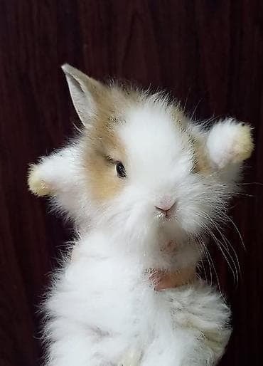 norka heyvan: Cins boyumeyen dovşan balalari. Tek ve top satilir. Çatdirma metro ve — 10