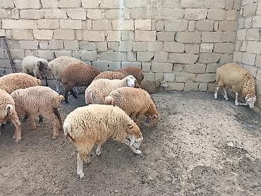 Quzu: Quzu, Erkək, ay: 6, 30 kq, Ətlik, Ünvandan götürmə — 1