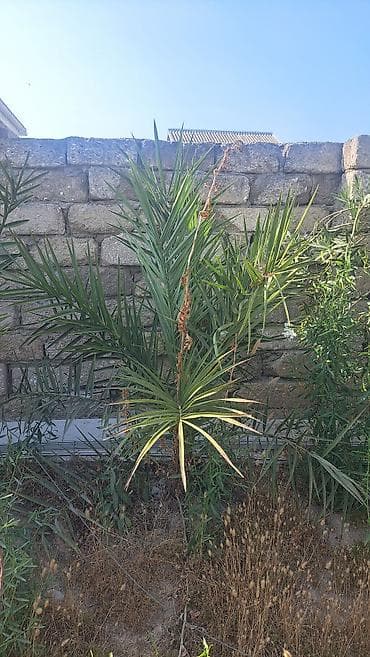 пальма цена: Xurma palmaları (Phoenix dactylifera) fidanları - Növ: Xurma palması — 1