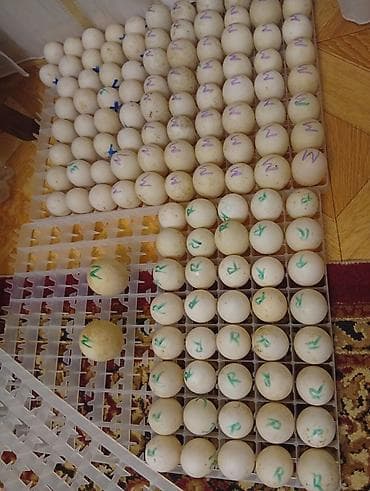 lal ördək balası: Salam, qaz və ördək 🦆 balaları satılır, istəyənlər ancaq votsappa — 2