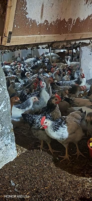 Kənd təsərrüfatı quşları: Toyuq, Adler, Yumurtalıq, Pulsuz çatdırılma — 1