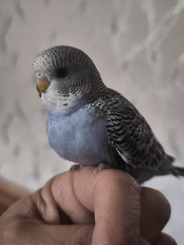 Məhsul: Dalmatin naxışlı, mavi çalarları olan dalğalı tutuquşu