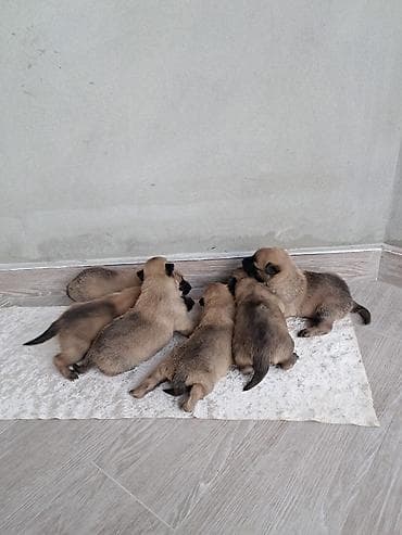 Belçika çoban iti, 1 ay, Erkek, Peyvəndli, Ünvandan götürmə, Pulsuz çatdırılma