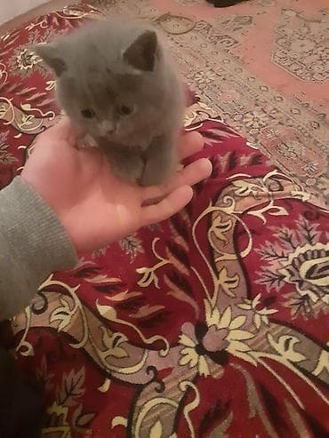 arı qutusu: Şotland, Erkək, Yaxşı əllərə — 1