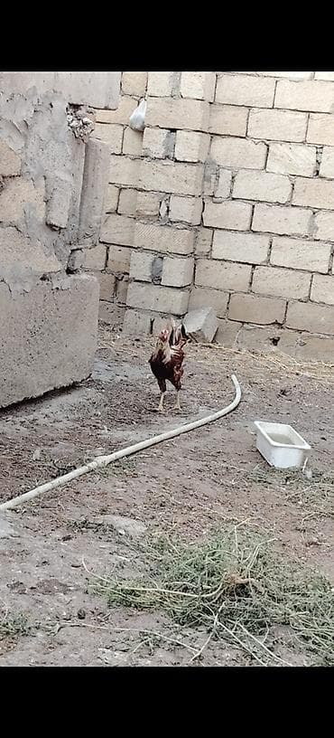 Hər ölçüdə toyuqlar xoruzlar 3 kloya qədər toyuqlar var çəkilərine