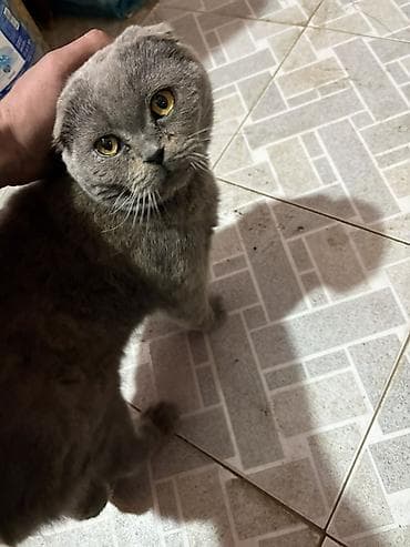 şotlan pişik: Şotland — 2