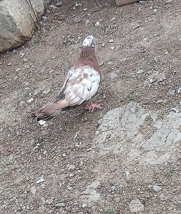 korella quşu: Erkey mayalıgın bılmırem — 1