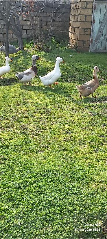 ag xoruz: Məhsul: Toqquzqulaq (crested) ördək balaları və damazlıq sürünün nəsli — 2