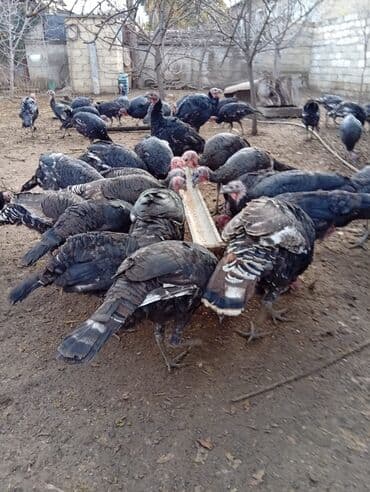 şinşila satılır: Erkək, Damazlıq — 1