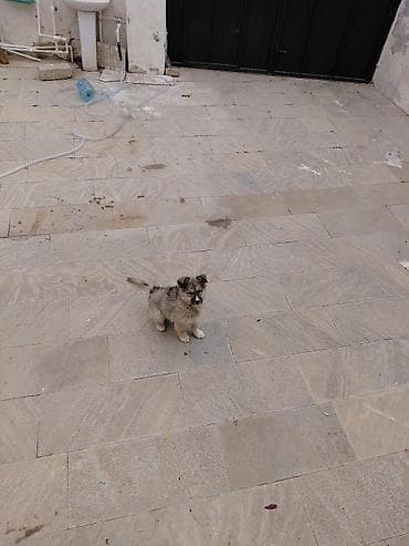 francuski buldog poklanjam: Peyvəndli — 2