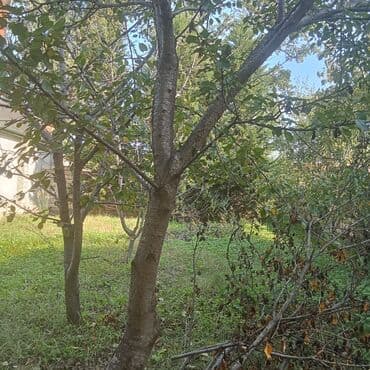 xacmaz torpaq satilir: 5 sot — 3