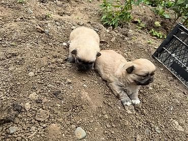 avcarka bala: Pekines, 1 ay, Dişi, Peyvəndli, Rayonlara çatdırılma — 2