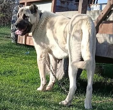 satılan itler: Kanqal — 6