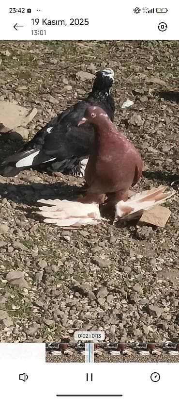 Cins göyərçin – oynaq quyruqlu - Rəng: ön planda qırmızı-kərpic