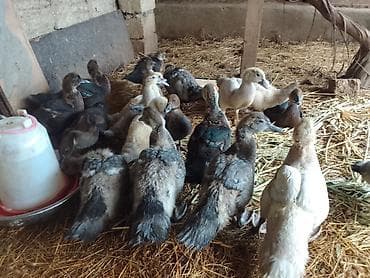 Muscovy ördək balaları (indo-ördək). Şəkillərdə müxtəlif rənglərdə