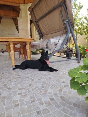 həyət üçün yelləncək: Divan-yelləncək, Zontikli, Metal — 1