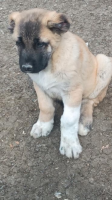 keçi qoyun: 1 ay — 2