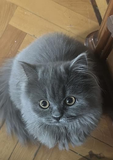 Кошки: Британская, Самка, В добрые руки, Самовывоз, Платная доставка — 2
