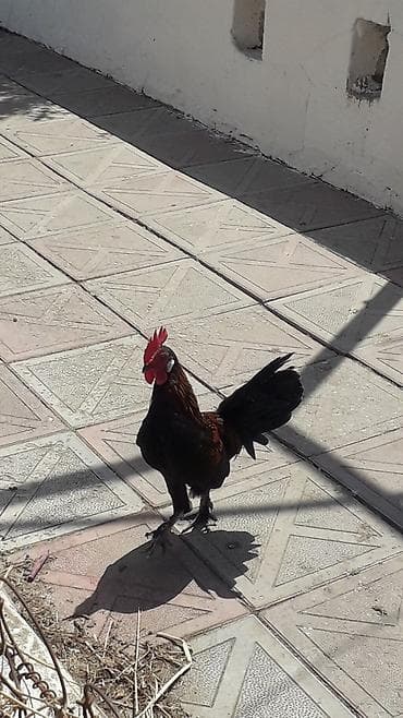 kend cuceleri: Məhsul: Xoruz Təsvir: - Rəng: Qara əsas ton, boyun və bel hissəsində — 4