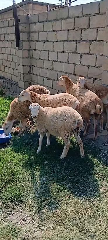 Təçili satılır 2 aylıq qızlardır erkey 2 erkey 4 dişidi