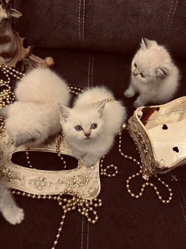 xamyak yuvası: Şinşilla, Erkək, Dişi — 14