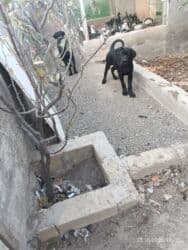 it bala: Kane-Korso, Erkek, Sənədli, Ünvandan götürmə — 3