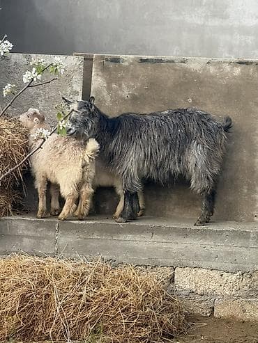 Dişi, il: 1, 30 kq, Damazlıq, Ünvandan götürmə