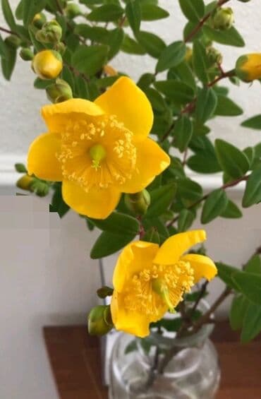 gul toxumlari: Həyət gülleri. 90növ çesid var! — 17