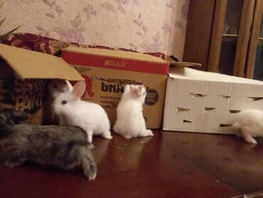 dovşan yuvasi: Ev dovşanı balaları - Cins: dekorativ ev dovşanları (ağ, boz-ağ — 1