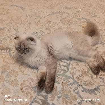 balaca ağ itlər: Şotland uzun tüklü, Erkək, Cütləşmə üçün — 7