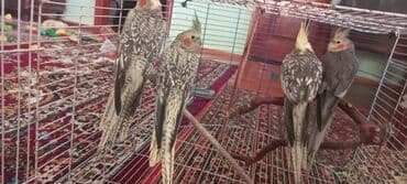 əbabil quşu satılır: Salam.Tam saglam 8ayliq. 4 eded var Isteyen buyursun cutunu alana — 8