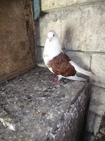 goyercinlerin satisi: ÜNVAN MASALLI SATILIR ERKƏY İRAN GÖYƏRÇİN — 4