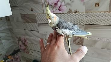 Korella balalari satilir 4-5 aykiqdilar ele oyresibler 4 ededi biri — 3