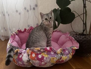 İtlər: Britan, Dişi, Yaxşı əllərə, Ünvandan götürmə, Ödənişli çatdırılma — 5