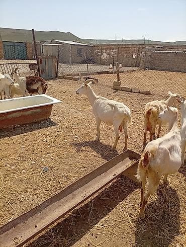 ucuz itler: SAF KAN MACARFIRANSIZ SANEN KEÇİLERİ ÇEPİÇLERİ SATILIR YANI BALALIDA — 9