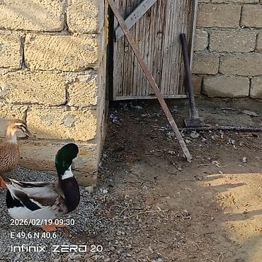 Keçilər, çəpişlər: Erkəyli dişili amma hamısı bir yerdə satılır 18 manatdan — 3