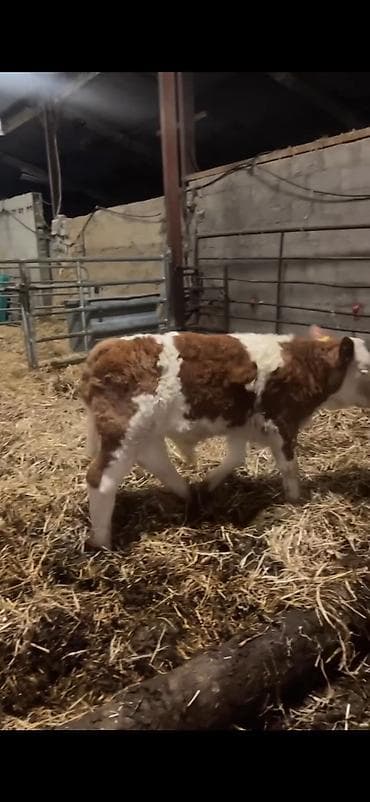 Simmental tipli buzağı - Cins: Simmental tipli, qırmızı-ağ rəngli -