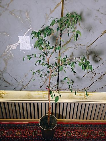 Otaq bitkisi – Fikus Benxamin (Ficus benjamina) - Uzun, nazik — 1