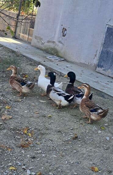 kuban ördek: Dişi, | Kuban, Damazlıq, Pulsuz çatdırılma — 4