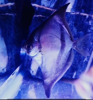 ev balığı: Salam MONO balığı həm okian həmdə şirin suda saxlamaq olar 13_14 sm — 1