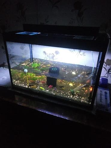 deniz qurdu satisi: Akvaryum dəsti – tam işlək komplekt Xüsusiyyətlər və tərkib: - Şüşə — 1