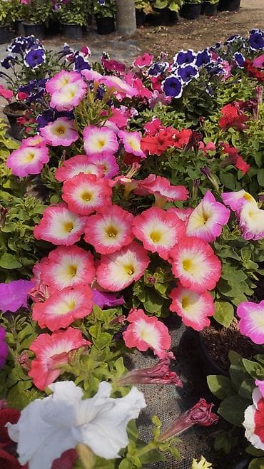 qab gulleri: Məhsul: Saksıda petuniya (Petunia) dekorativ çiçəklər Təsvir: - Rəng — 2